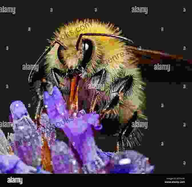 Honeybees Collecting Nectar From Lavender Flowers Honey: From Flower To Table